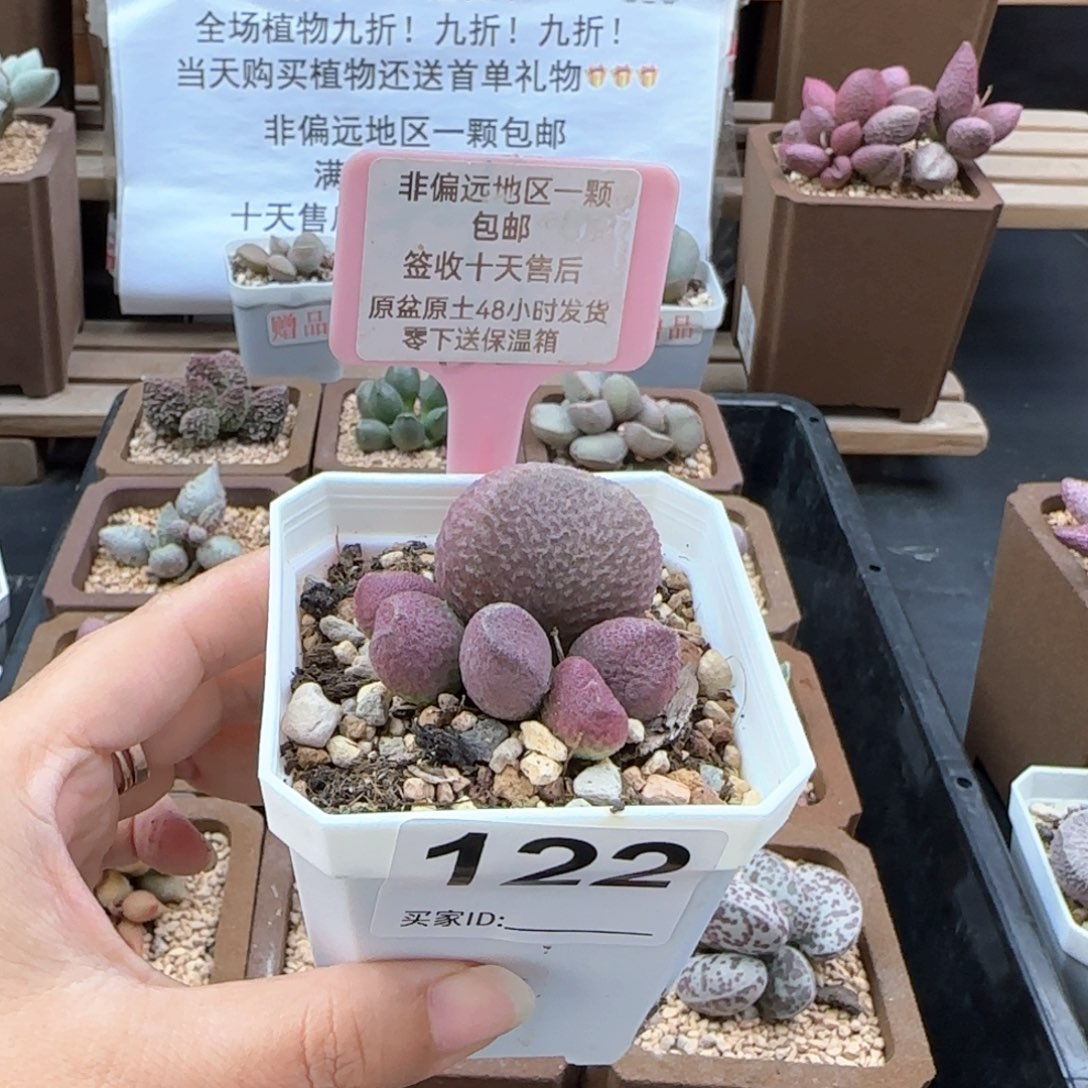 122红烧肉多肉植物