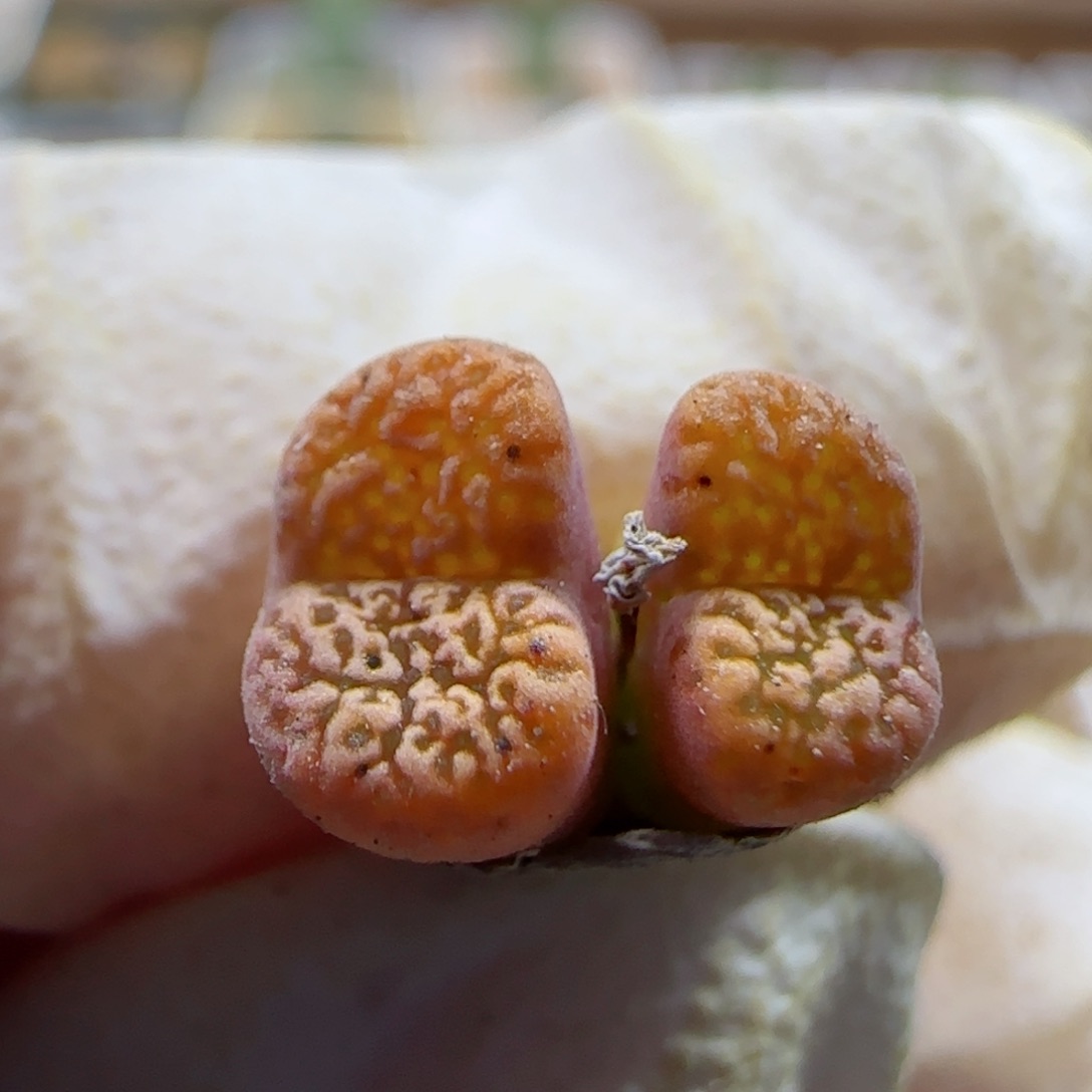 1-12-235当天满58包邮马克杂0.8左右多肉脱土