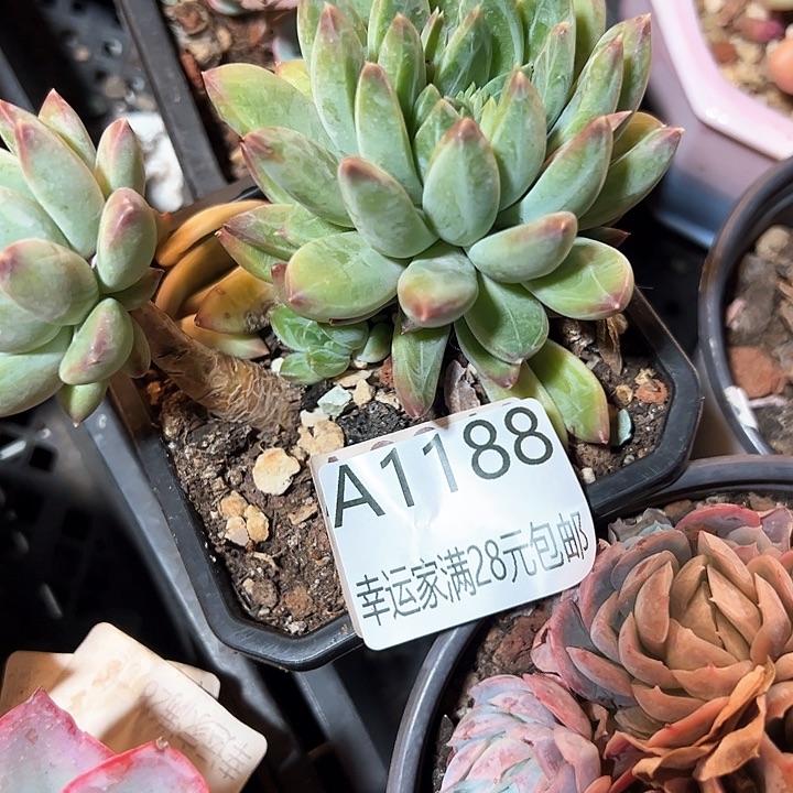 幸运的是我的朋友们