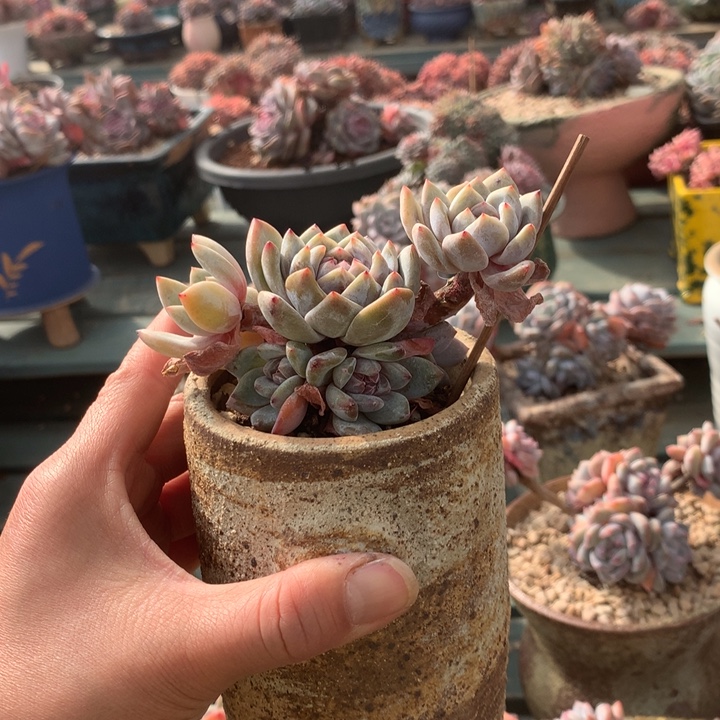 无花朵中午炸福利哈哈哈哈