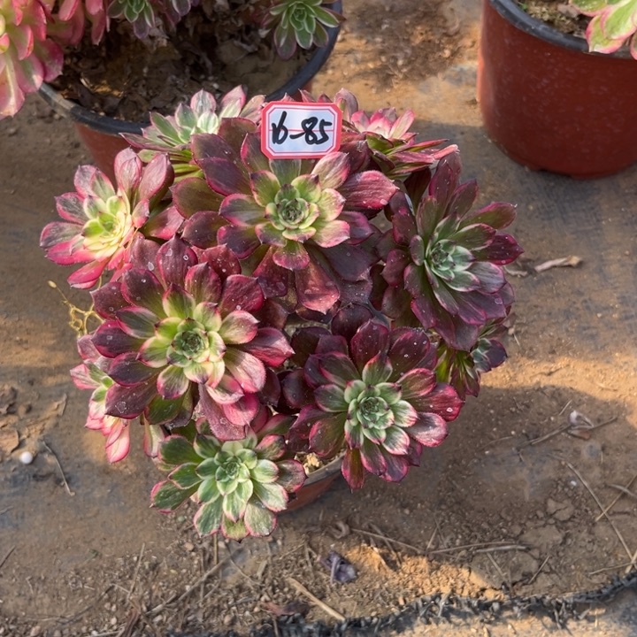 16-85烟花朵朵多肉植物