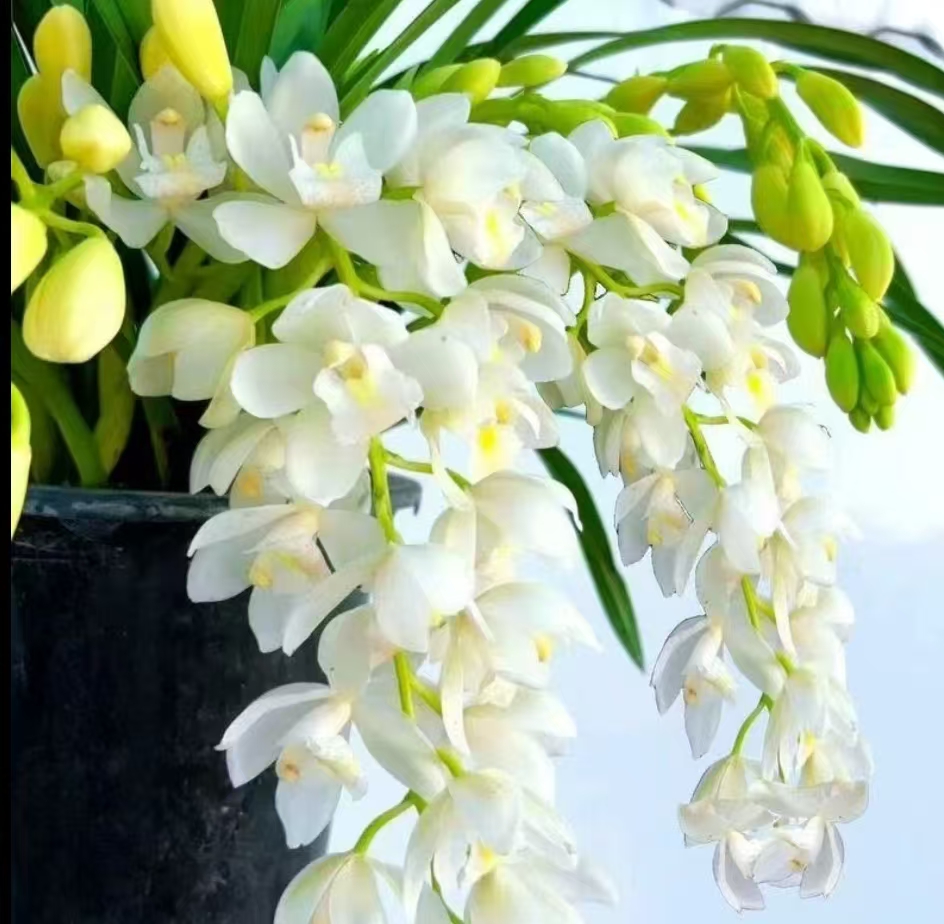 精品高端名贵兰花【白玉香兰5-6花剑】花卉室内外好养易活四季浓香