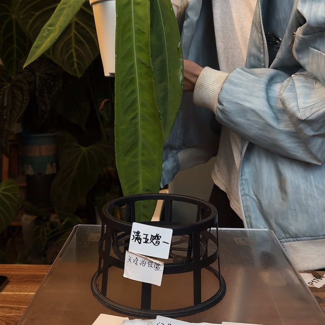 完全开放N27银脉丝绸领带叶长44