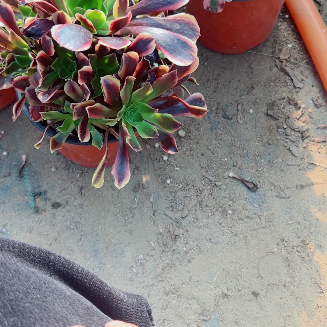 885欧佳丽多肉植物法师