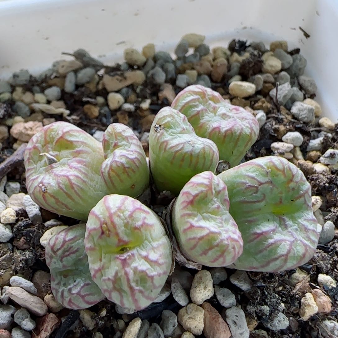 1-14-5-6特价日本原株赤花变色铜壶多肉脱土