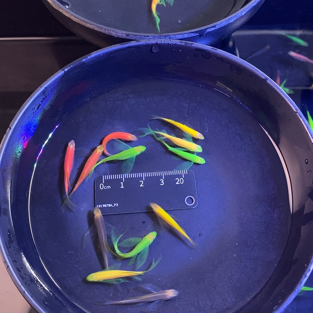 斑马鱼蝶翼斑马5色各2个➕2备损共12个