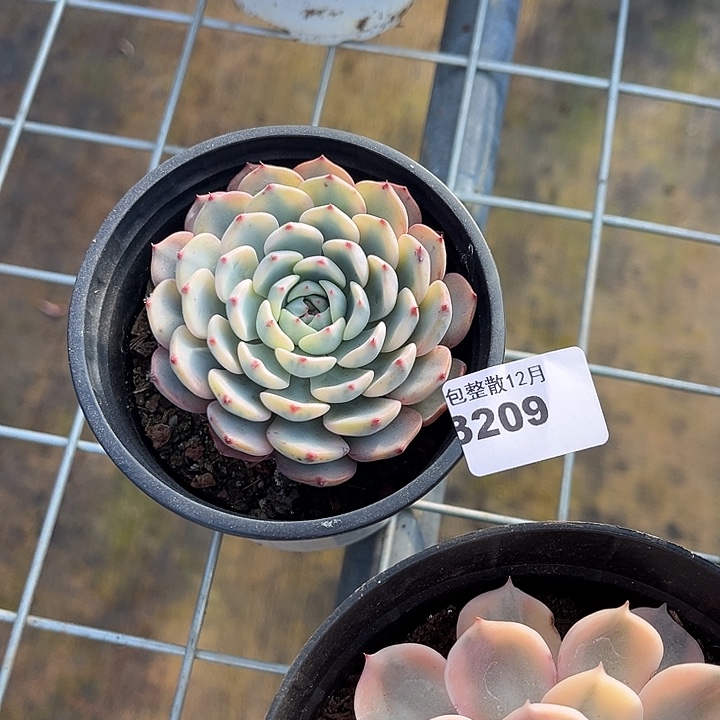 阿雅园艺。     3209姬莲锦