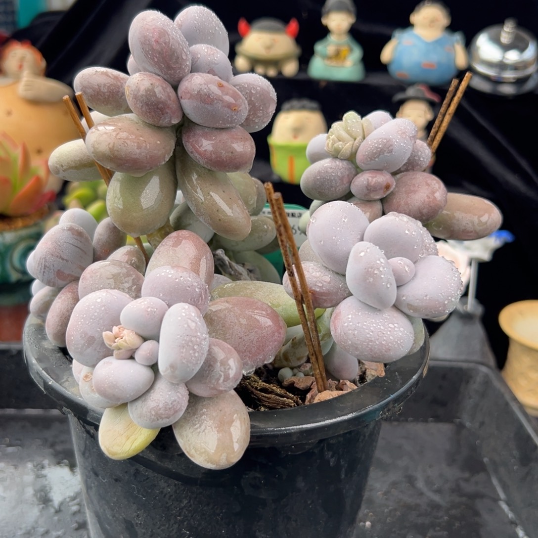 从前慢花园多肉编号1203-169