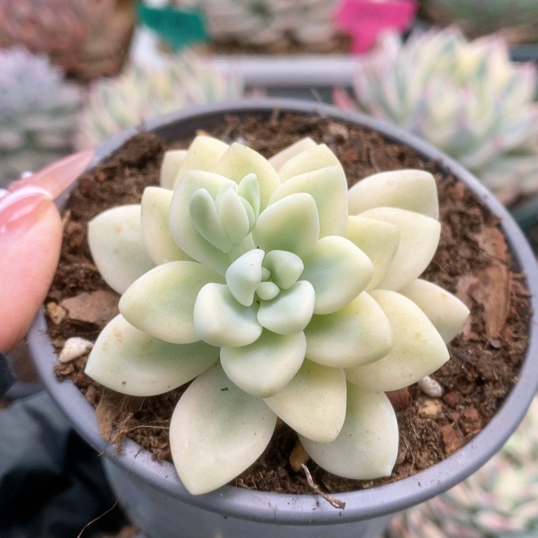 023蛋糕锦锦锦锦锦锦锦