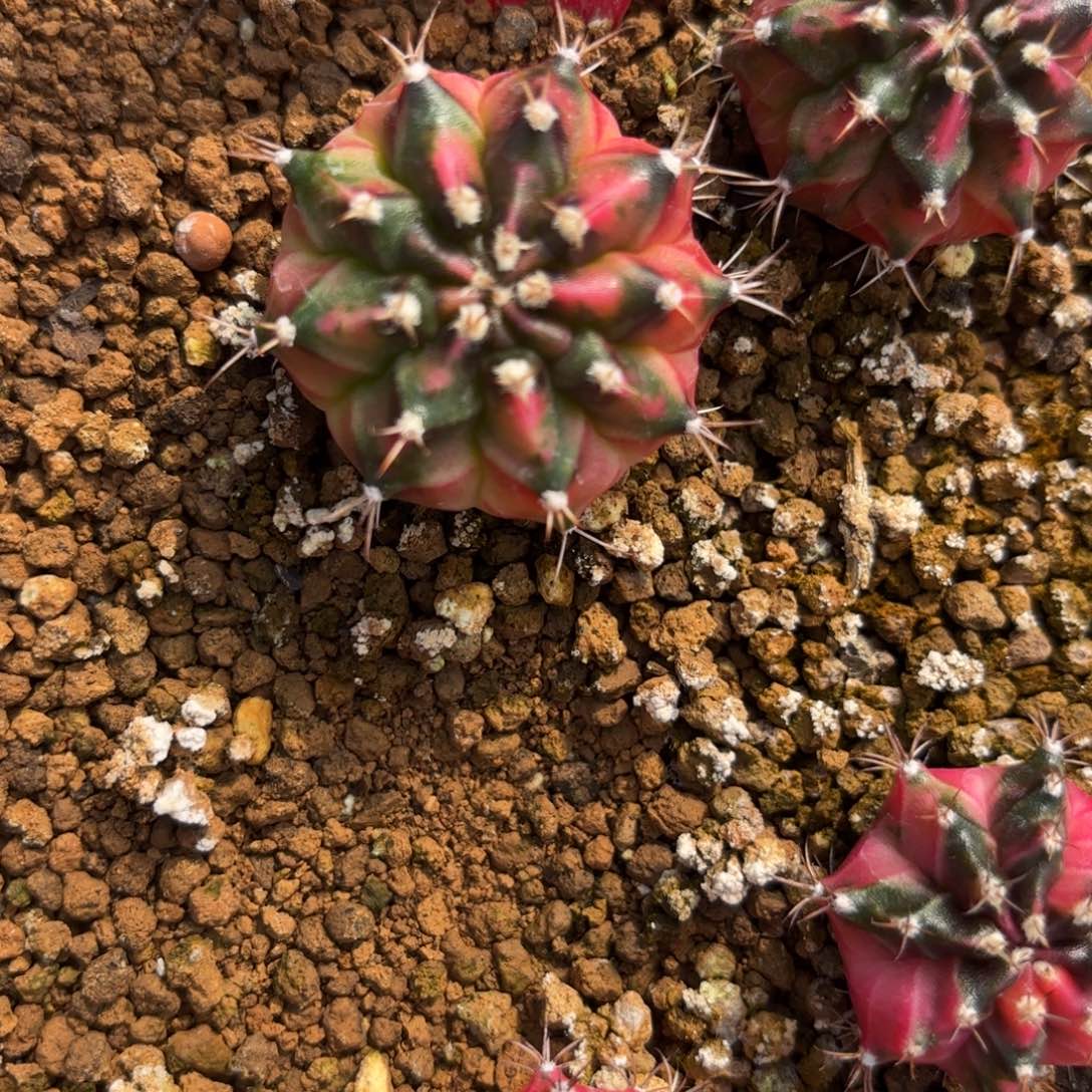 32-1223泰国发货多肉探索者