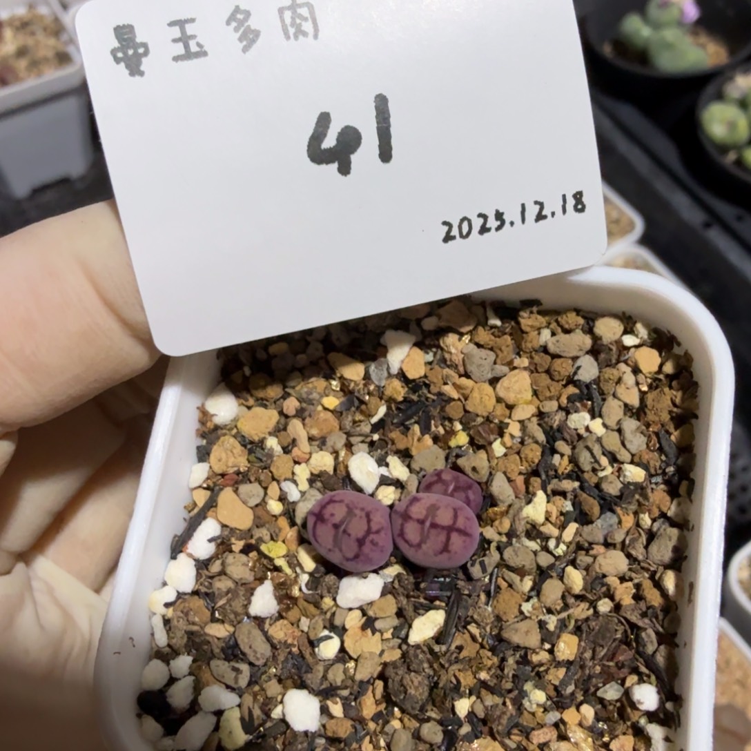 拾***玖多肉多肉多肉12.18-041