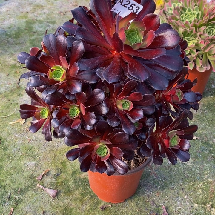 花那多肉植物253