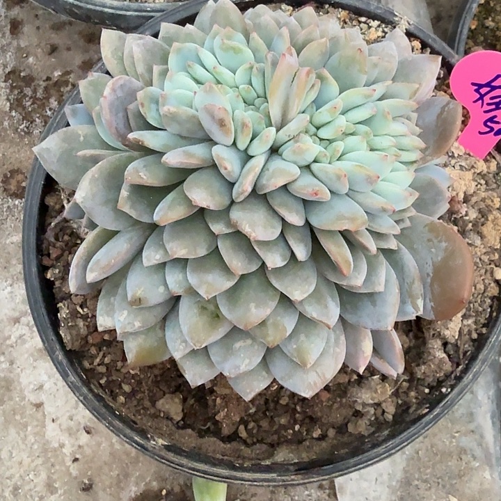 无花朵娃*哈一物一拍星影缀化