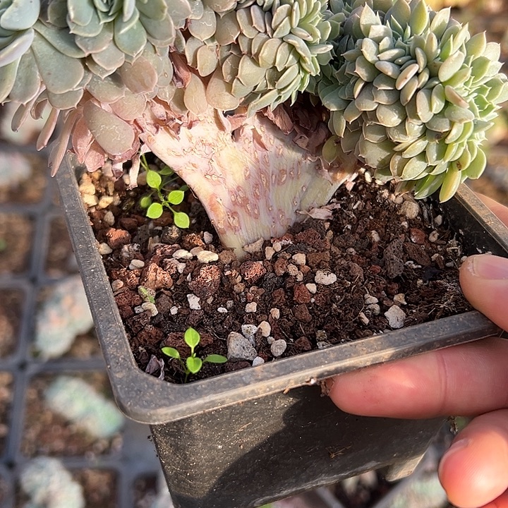 天赐群生缀化多肉