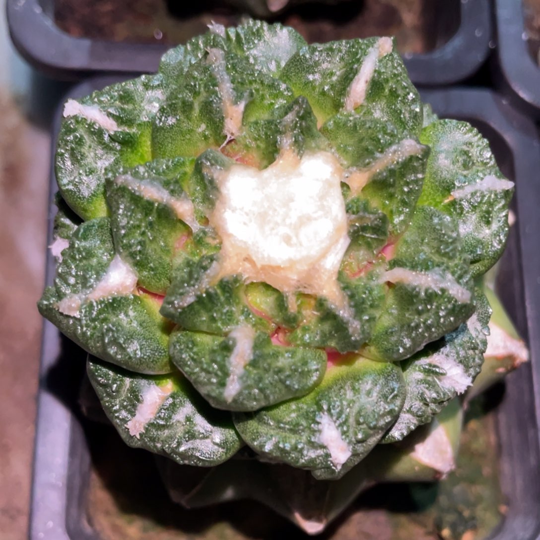 丸犹中筋龟甲牡丹 仙人球