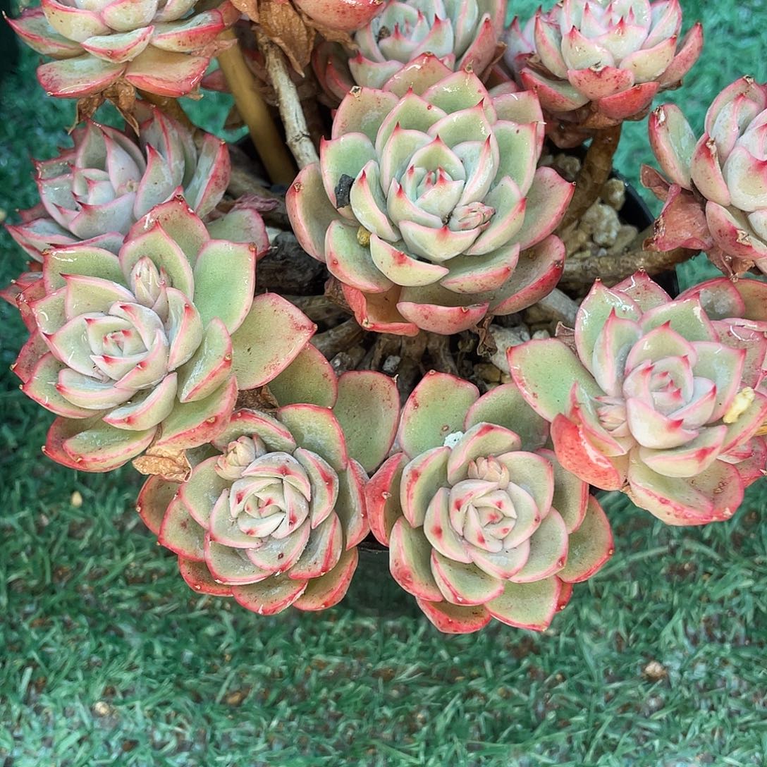 爱格利亚一物一拍28包邮非偏远