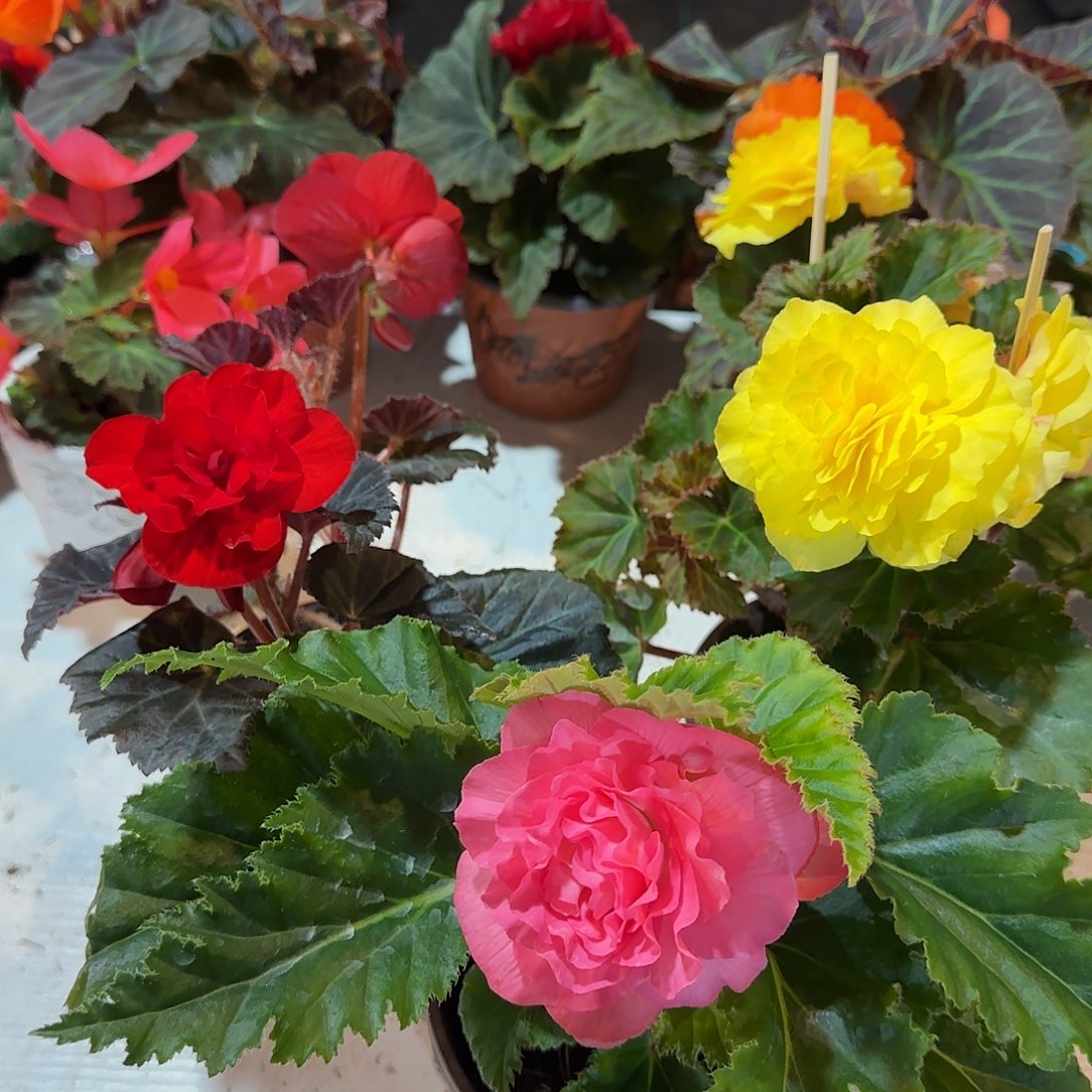 夫妻粉➕红➕黄掉花折叶正常介意勿拍，不拍保温冻死不售后