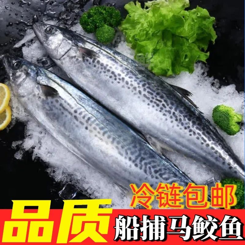 汕尾本港野生蓝点白腹马鲛鱼