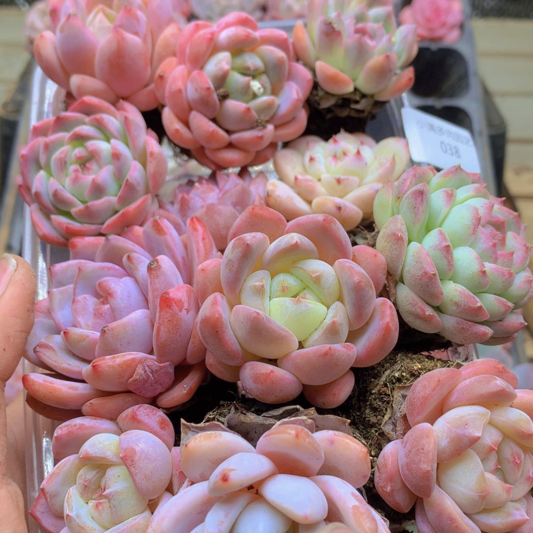 我要去看你了啊我038