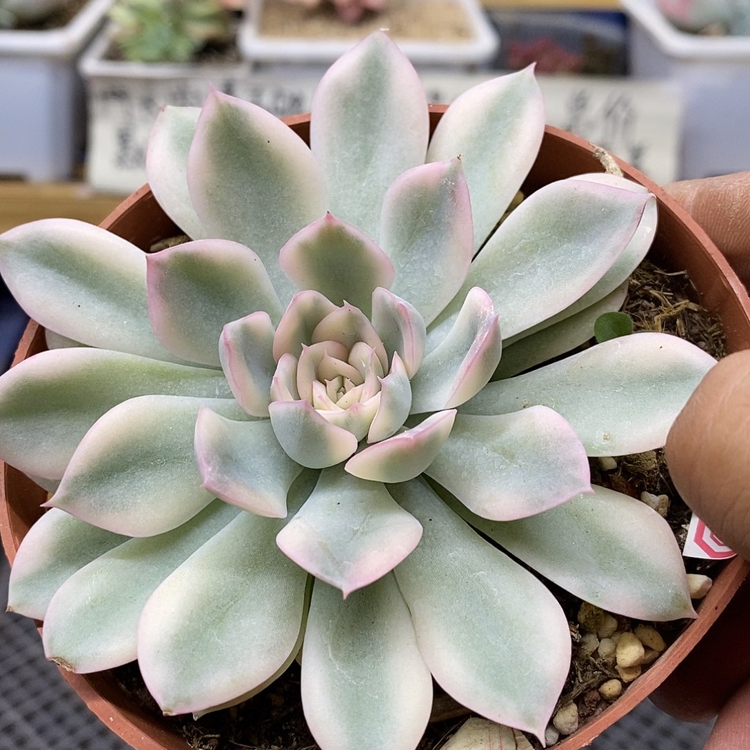 1436 月亮仙子白覆轮锦