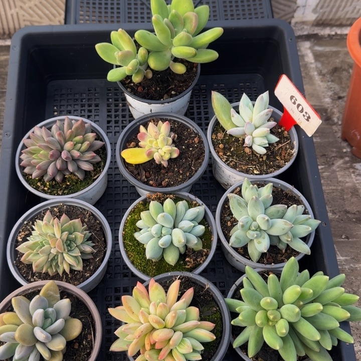 603多肉植物一物一拍