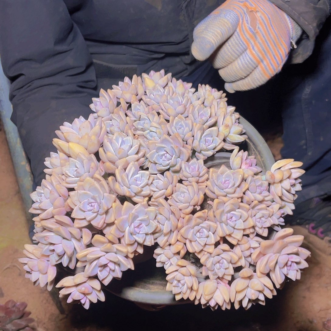 淡雪多肉 4棵发货