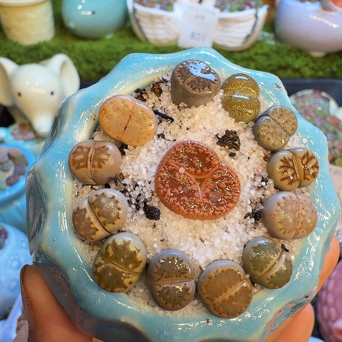 多肉植物开播福利冲837