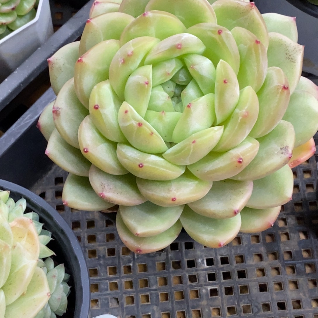 精品多肉一物一拍不包整30