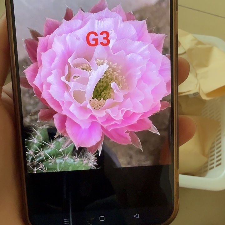 清库存彩草歪g3歪