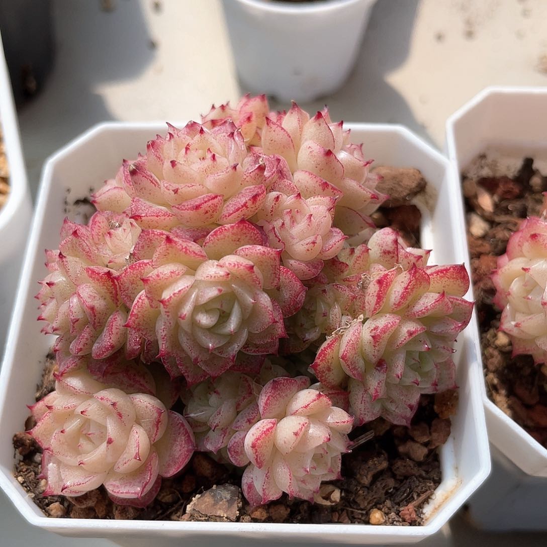 优选麦秆福利1359