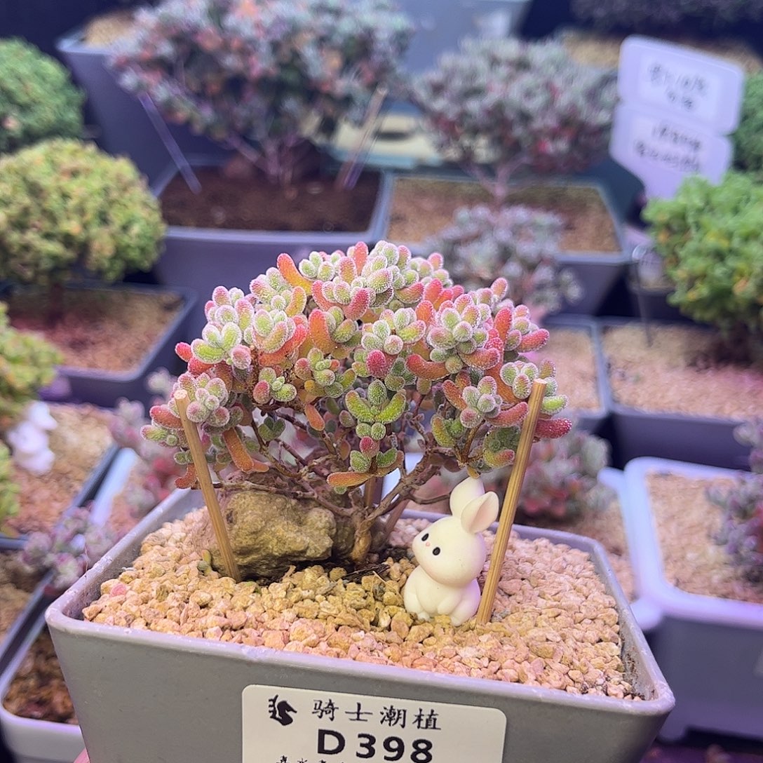 X***n398实生精控优选冰晶枝干多肉