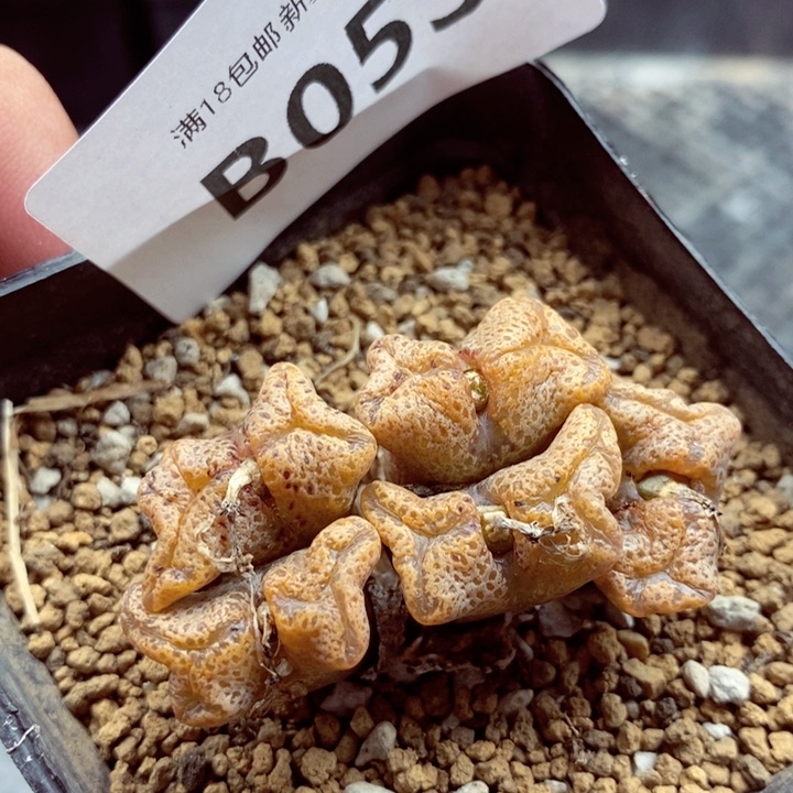 我的小姐姐们都是我的053