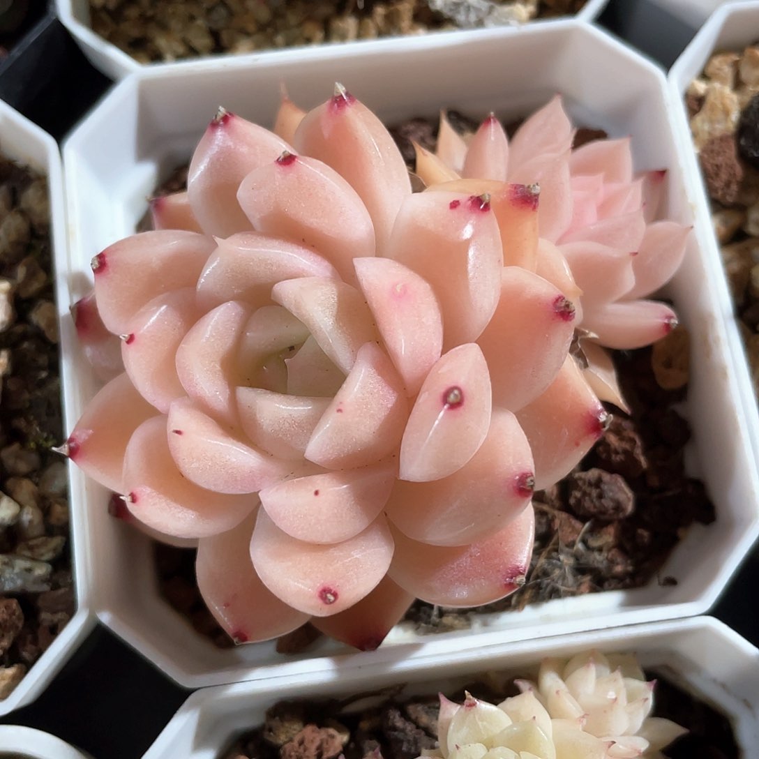 优选麦秆福利8215