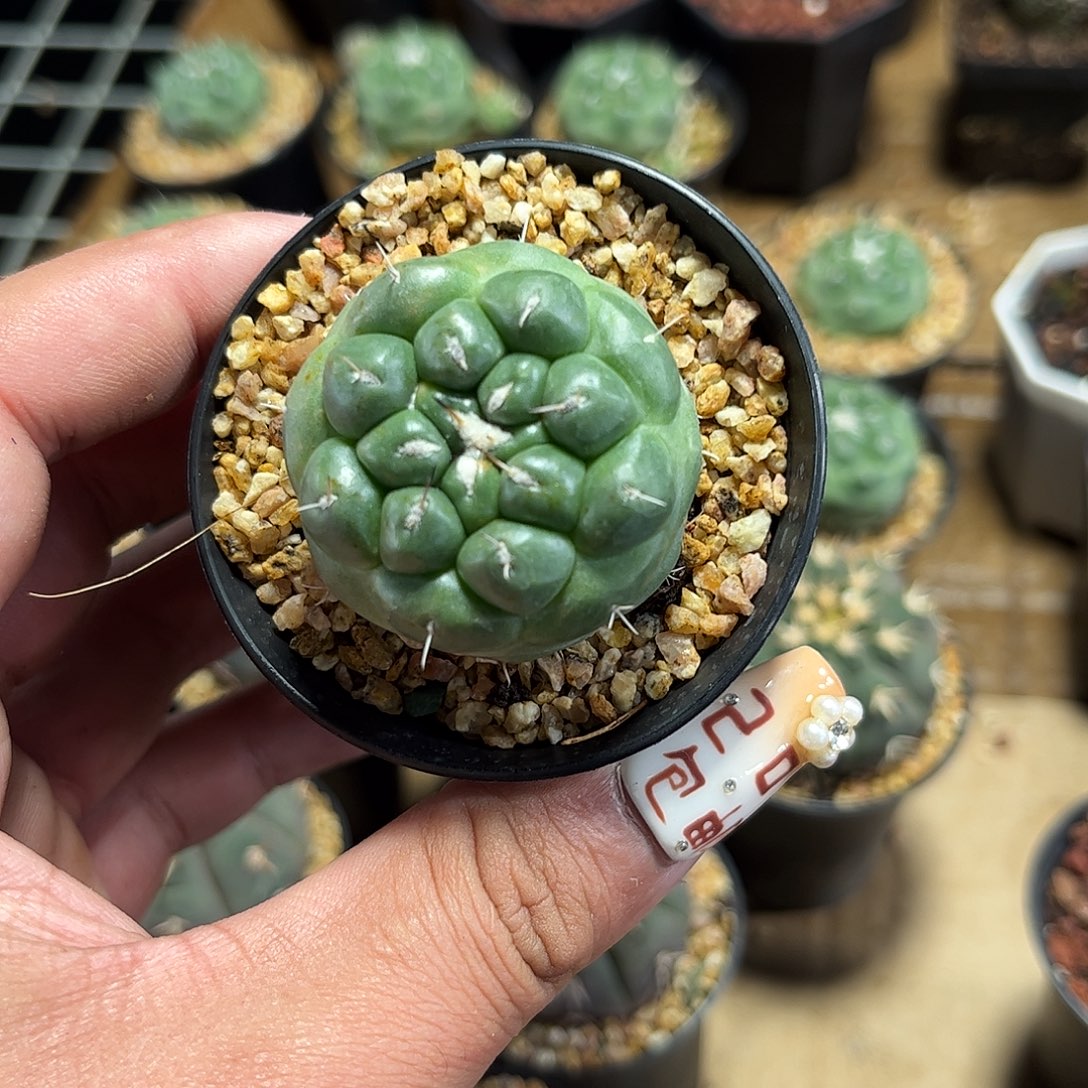 无刺象牙单头发货单头