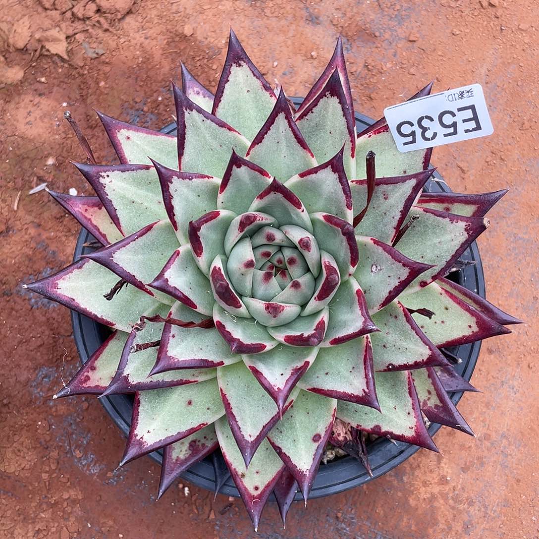 若如东云组拍E535