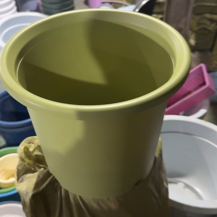 特价6号无托果绿7个