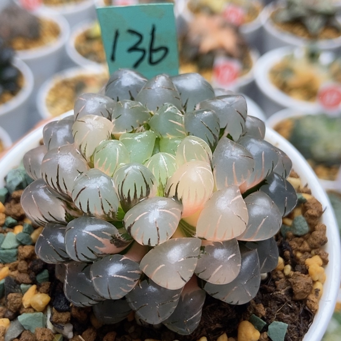 有***韩冰灯锦11111111136