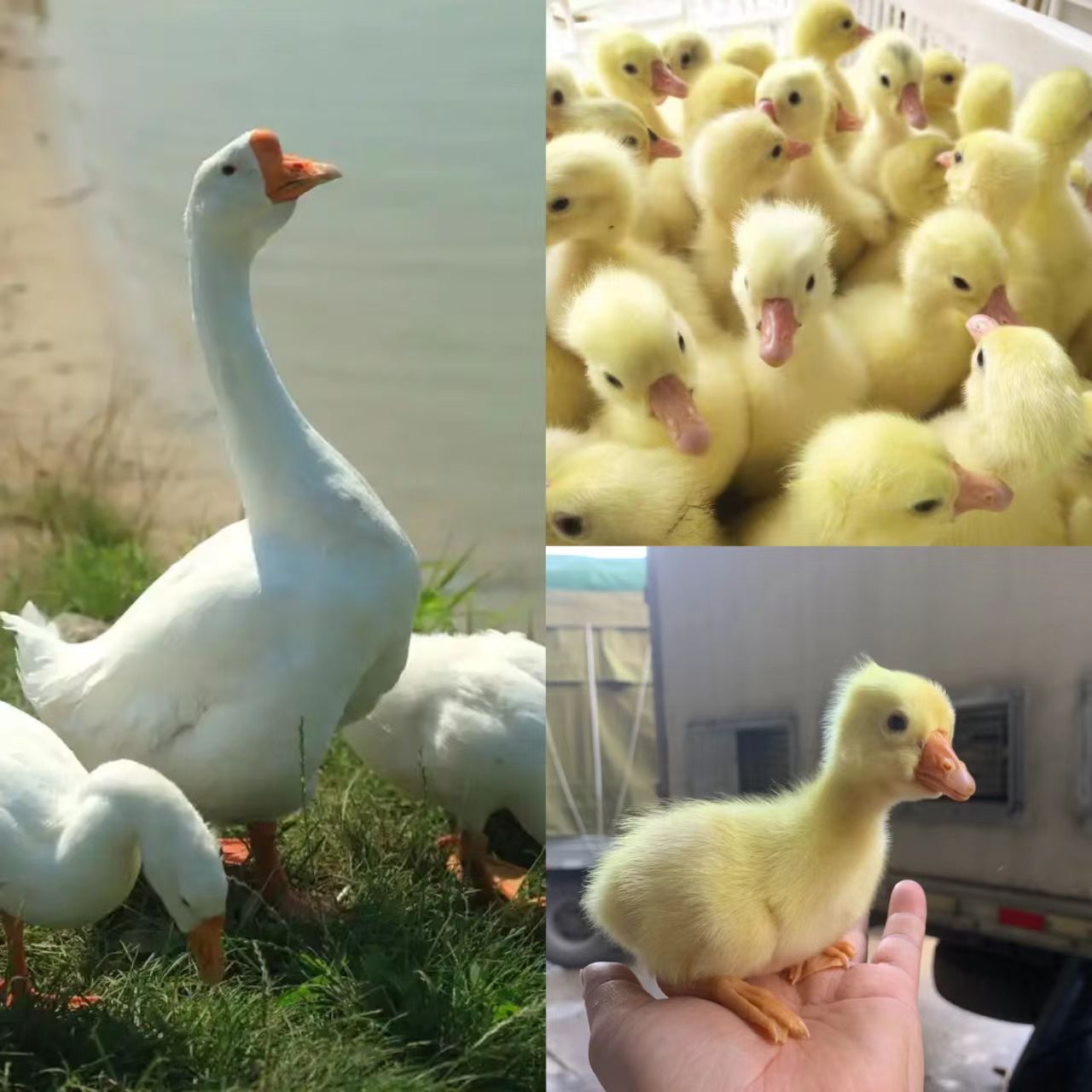 【顺丰直达】大白鹅宠物四季产蛋王柯尔凤头宠物y（活的包邮）