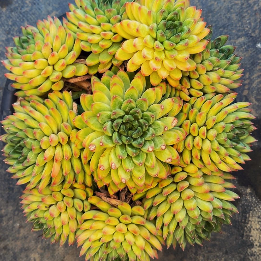 凤***仪呃呃呃呃呃呃呃呃呃呃默默