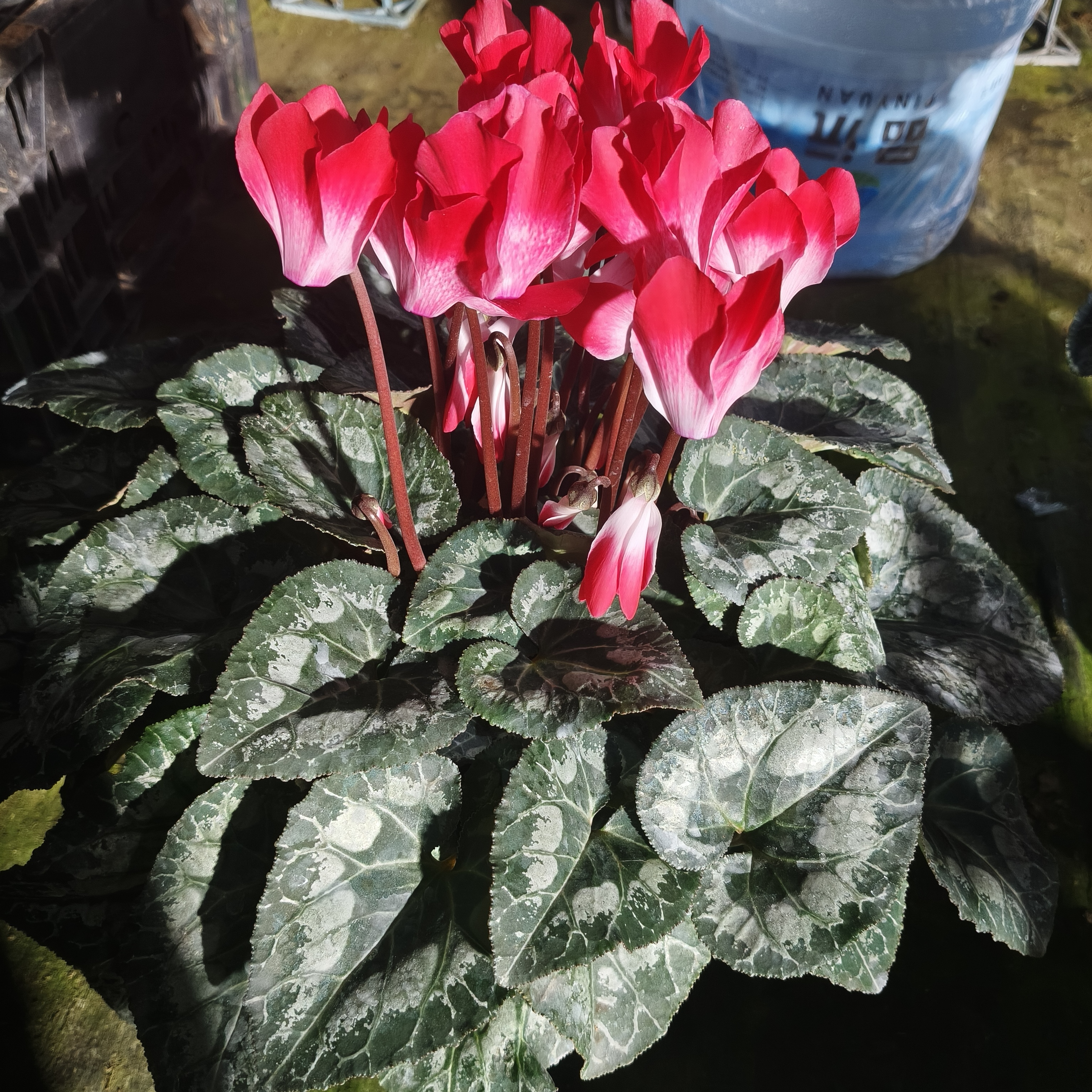 荷花红色仙客来，四季开花，花量大颜色亮好养活