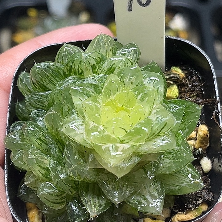 90三头翠云玉露锦