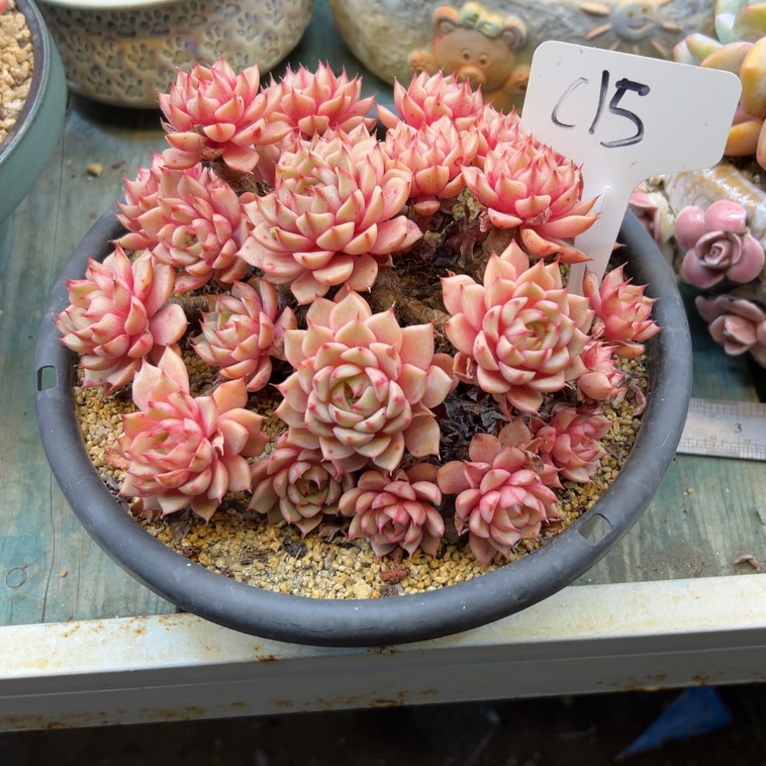 偶***丽笨巴蒂斯15号一物一拍