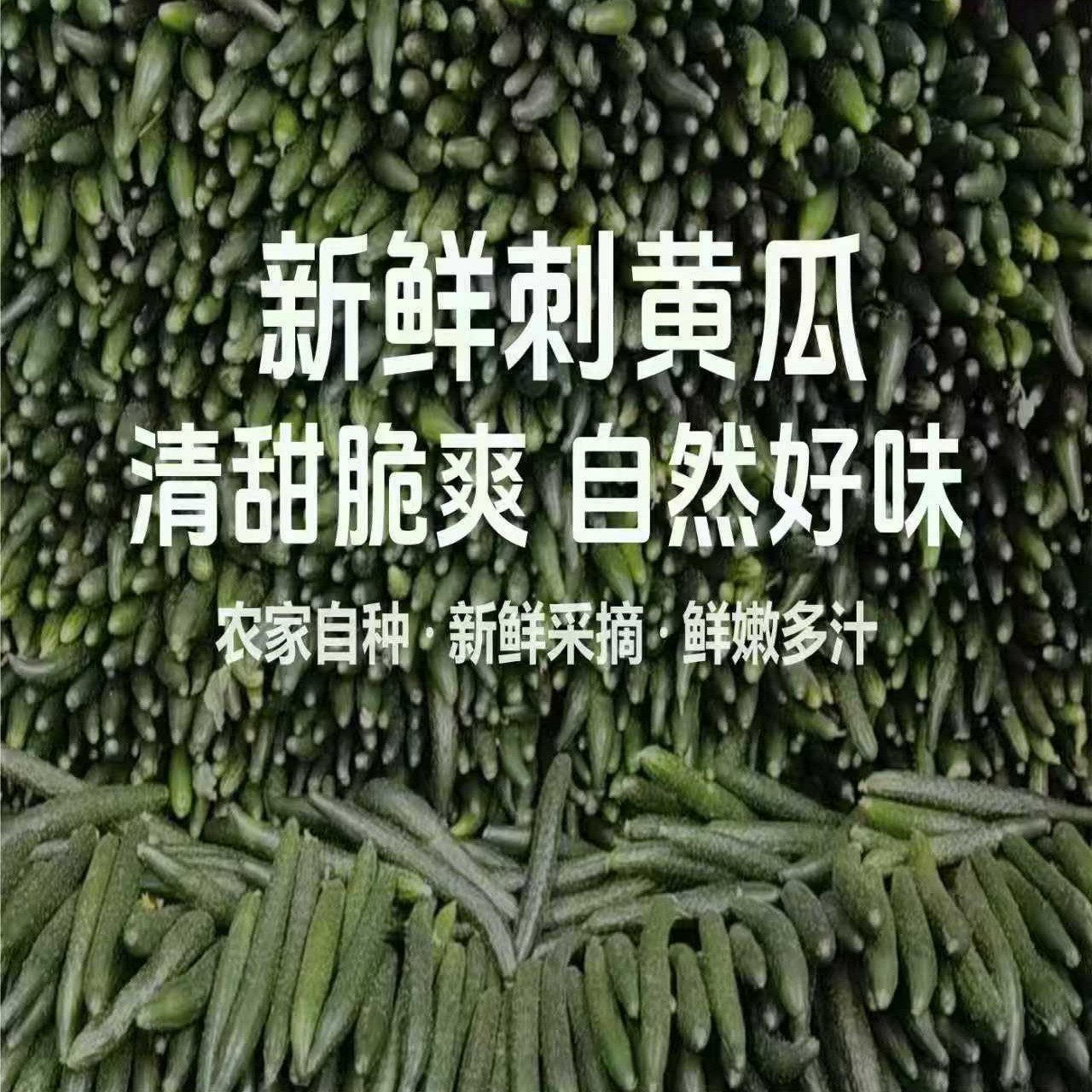 福建带刺黄瓜新鲜现摘现发当季可生吃蔬菜水果青瓜