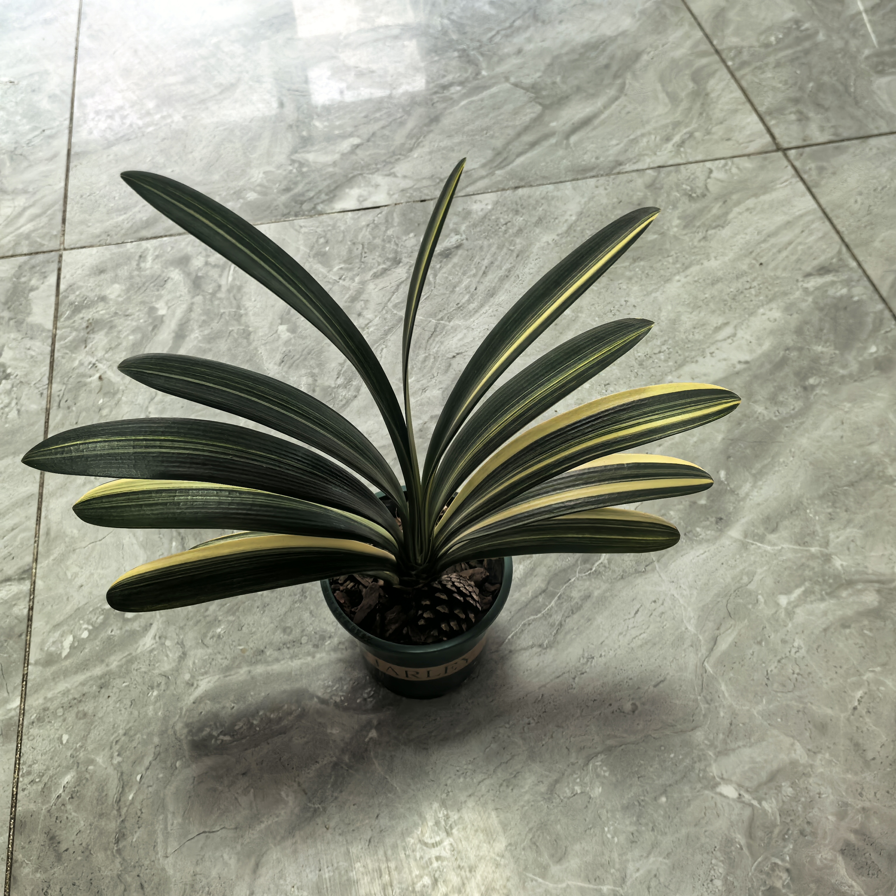 精品圆头君子兰室内四季绿植花卉可当年开花原盆