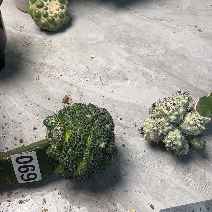 完全开放069大型体牡丹