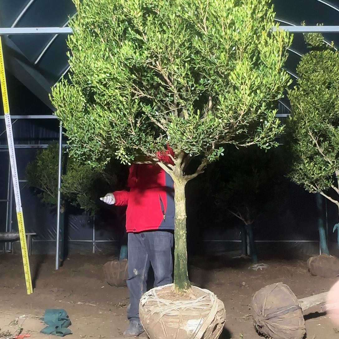 无花朵精品瓜子黄杨