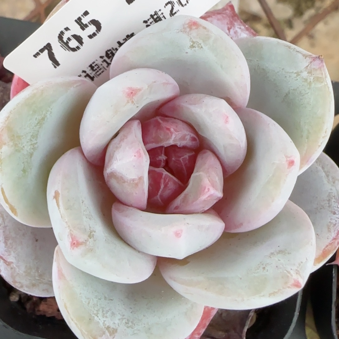 花语逸镜0204-765