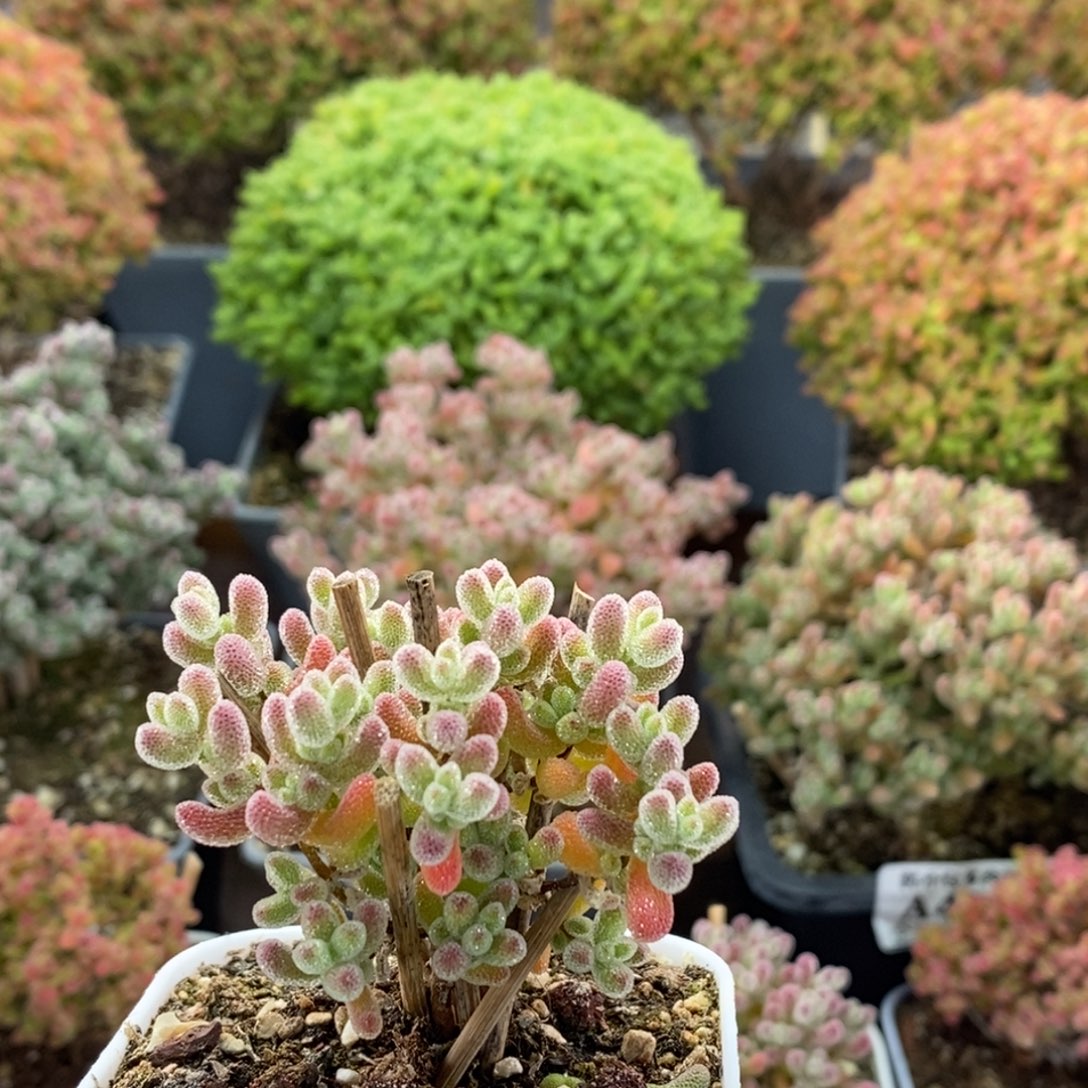 实生冰晶4081枝干番杏