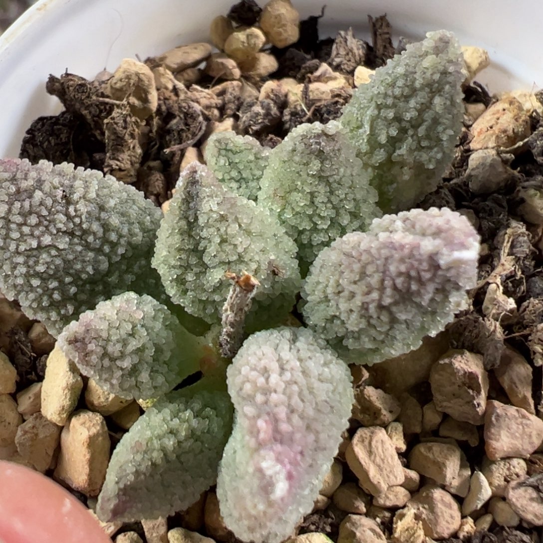 w冰魄多肉植物水泡