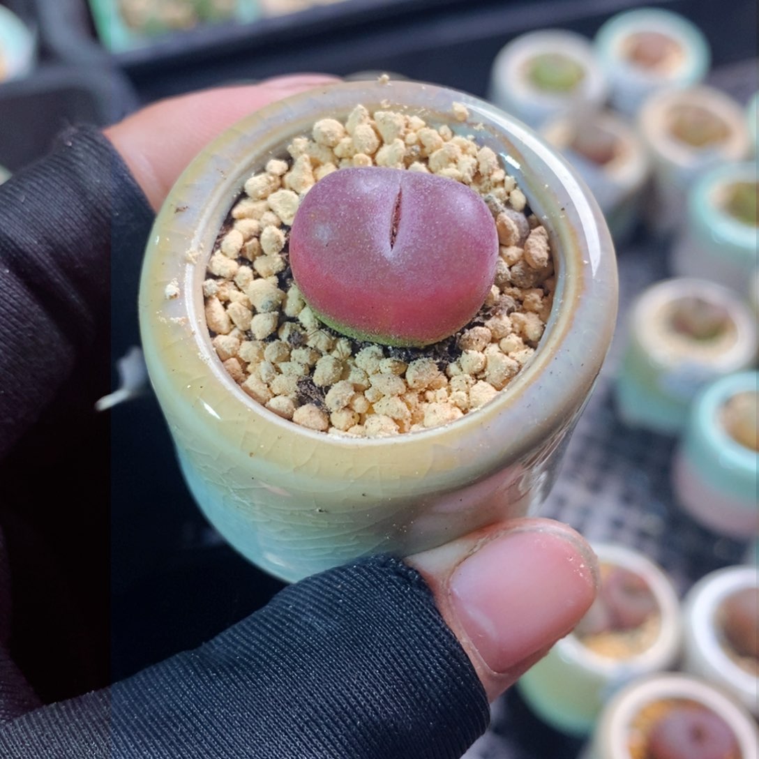 2770-一物一拍带盆